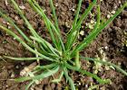 Planting heirloom onions in spring How to grow heirloom onions in open ground