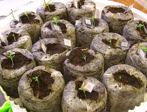 How to plant seeds for seedlings in peat tablets?