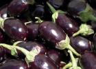 Freezing eggplants for the winter: fried, boiled, baked, blanched