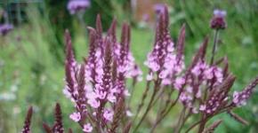 Verbena growing from seeds: when to plant