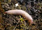 Slugs - who are they, where do they come from and what do they look like in the photo?