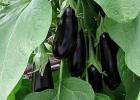 Growing Eggplants in Greenhouses: Detailed Instructions