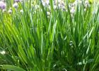 Kuidas istutada sibulat rohelistele kevadel avamaal ja kasvuhoones Sibul sulgedel