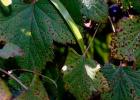 Currant anthracnose: symptoms and treatment methods Anthracnose on currant leaves