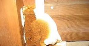 House mushroom on wood and ways to deal with it. White house fungus methods of destruction.