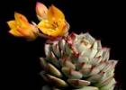 Echeveria - how to grow a stone rose Echeveria from seeds