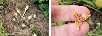 Crocuses - an elegant legend in our garden