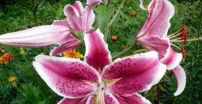 When and how to plant lily bulbs in open ground and for germination How and when to plant lilies correctly