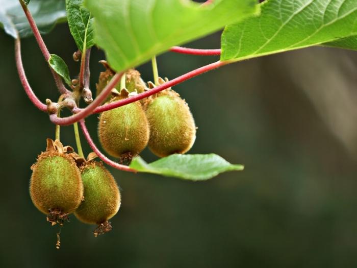 Kiwi - what kind of fruit, how it grows in nature and in culture Under what conditions are kiwi grown