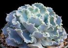 Stone rose - caring for echeveria at home Echeveria crimson