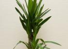 How to care for a yucca palm at home Caring for your home yucca in winter