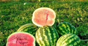Watermelons for the winter - recipes for canning without sterilization?