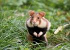 The history of the origin of hamsters