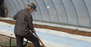 How to process tomatoes from phytophthora in a greenhouse Soil cultivation in a greenhouse in spring phytophthora