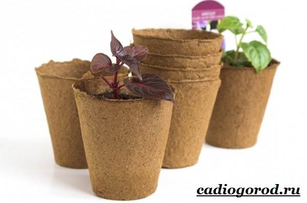 Pots for seedlings with their own hands