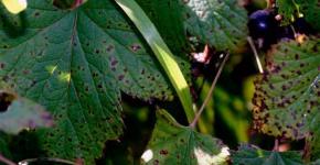 Currant anthracnose: symptoms and treatment methods Anthracnose on currant leaves