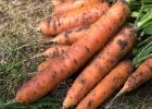 When to plant carrots according to the lunar calendar