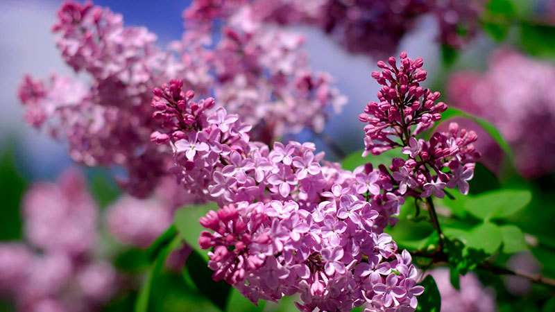 Ornamental shrubs for the garden: a list and features of cultivation