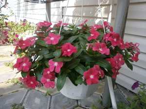 Catharanthus flowers: growing from seeds Catharanthus flowers growing