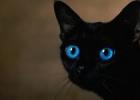К чему снятся черные котята?