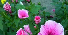 Lavatera annual: planting and care Lavatera growing from seeds in open ground