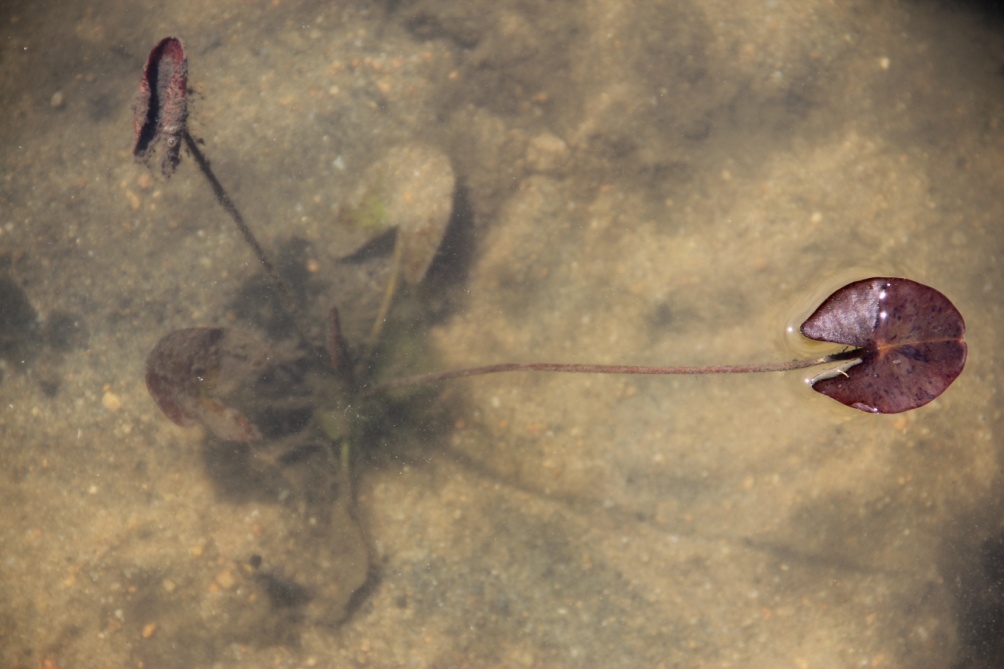Nymphaea - tiigi kuninganna või tagasihoidliku vee liilia