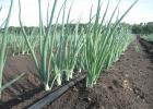 How onions are grown.  Onion Secrets.  Growing onions from sets.  Protection against diseases and pests