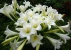 For those who love lilies: how to plant, care for and choose a variety Proper planting of lily bulbs