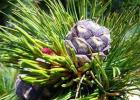 Plant Pine: photo, types, cultivation, planting and care in the open field