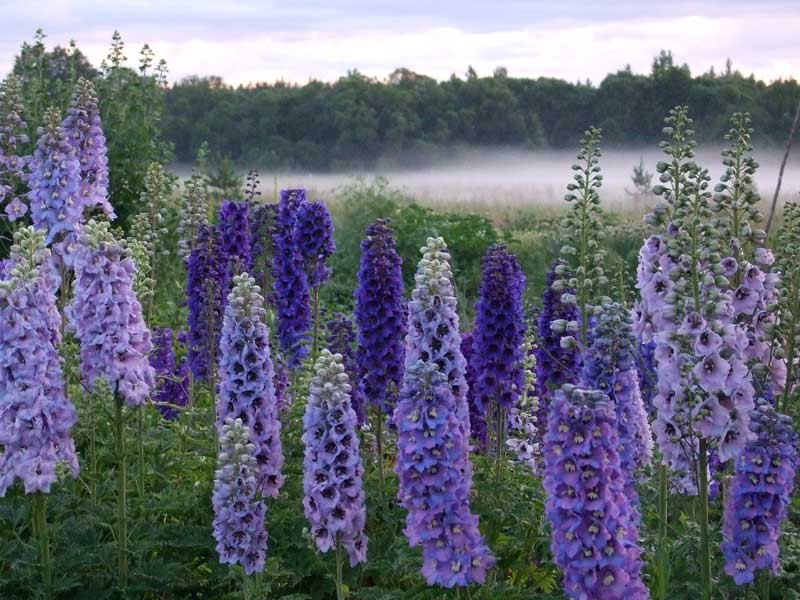 Sowing seeds in open ground