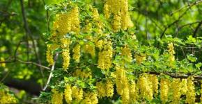 Garden shrub bobovnik (golden shower): planting and care in the Moscow region, tips for growing in a summer cottage