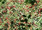 Cherry steppe (bush)