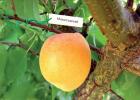 How to grow apricot resistant to moniliosis