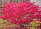 Dekoratiivne euonymus Red Cascade - kaasaegse aia lemmik