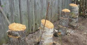 How to grow oyster mushrooms on stumps?