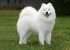 Rating of the most beautiful dogs