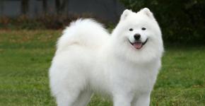 Rating of the most beautiful dogs