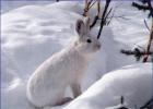 What does the hare like in winter? How do hares winter? Their habitats, food features