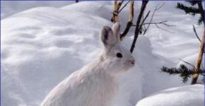 What does the hare like in winter? How do hares winter? Their habitats, food features