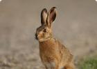 These amazing hares and rabbits