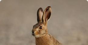 These amazing hares and rabbits