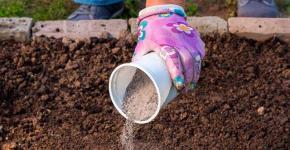 Wood ash as a fertilizer: how to apply in the garden