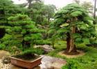 types of evergreen trees that will give you interesting-punched