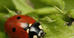 Black and white ladybug