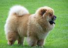 Little fluffy dogs: breed description, photo