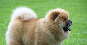 Little fluffy dogs: description of breeds, photos