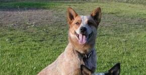 Australsk gjeterhund: skikkelig omsorg
