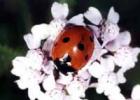 Yellow ladybugs with white spots