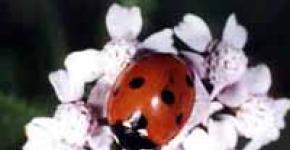 Yellow ladybugs with white spots