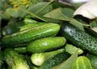 Salting cucumbers for the winter in barrels